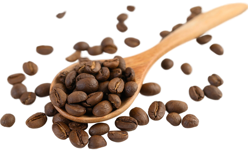 Wooden spoon filled with roasted fermented coffee beans on white background.
